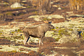 Elch, Alces alces, alter Elchbulle im Herbst, Jämtland, Schweden