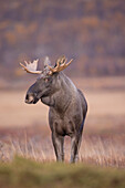 Elch, Alces alces, alter Elchbulle im Herbst, Jämtland, Schweden