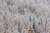  European larches (Larix decidua), in the snow, autumn, Gran Paradiso National Park, Italy 