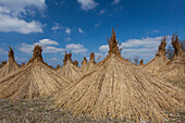  reed harvest, reed harvest, Phragmites australis, Phragmites communis, drying gifts, Lake Neusiedl, Burgenland, Austria 