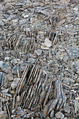  Troll bread, slices of stone formed by the frost, Spitsbergen, Norway 