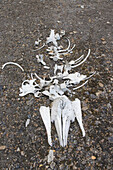  Bones of beluga whales at the whale-catching site Bamsebu on the Ahlstrand Peninsula, Bellsund, Svalbard, Norway 