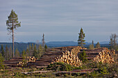 Holzstapel, Fichten- und Waldkiefernstämme, Darlana, Schweden