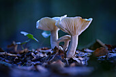  Mushrooms - Milkcaps in the autumn forest 