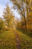  Autumn morning on the Ammerdamm near Fischen, Herrsching, Bavaria, Germany 