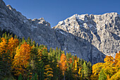  Colorful autumn in the Karwendel, Hinterriß, Karwendel, Tyrol, Austria, Europe 