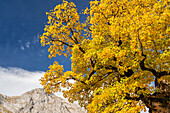 Farbenprächtiger Herbst im Karwendel, Hinterriß, Karwendel, Tirol, Österreich, Europa