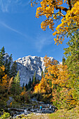  Colorful autumn in the Karwendel, Hinterriß, Karwendel, Tyrol, Austria, Europe 