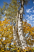  Birch and maple trees in autumn, Weilheim, Bavaria, Germany, Europe 