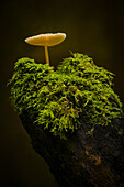  Small mushroom in the autumn forest, Bavaria, Germany 