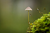  Small mushroom in the autumn forest, Bavaria, Germany 