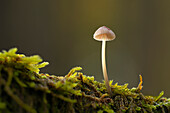  Small mushroom in the autumn forest, Bavaria, Germany 