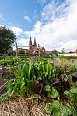  Jerichow Monastery, it is considered the oldest brick building in Northern Germany, in front of it monastery garden, Jerichow, Saxony-Anhalt, Germany 