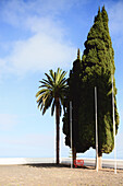 Bäume, Palme und Zypresse, Bergdorf Villa de Mazo auf der kanarischen Insel La Palma, Spanien