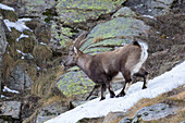  Alpine ibex, Capra ibex, young male in the snow, Gran Paradiso National Park, Italy 