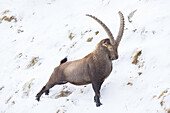 Alpensteinbock, Capra ibex, adulter Bock streckt sich, Nationalpark Gran Paradiso, Italien