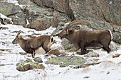  Alpine ibex, Capra ibex, male and female in the rut, Gran Paradiso National Park, Italy 