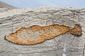  Iron impregnation in fish shape in rock, Kinnvika, Spitsbergen, Norway 