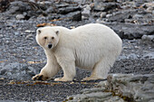 Eisbär, Ursus maritimus, Thalarctos maritimus, ein Baer an Land, Spitzbergen, Norwegen