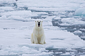 Eisbär, Ursus maritimus, Thalarctos maritimus, gähnender Baer im Eis, Spitzbergen, Norwegen