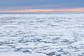 Eisbär, Ursus maritimus, Thalarctos maritimus, ein Baer im Eis, Spitzbergen, Norwegen