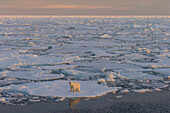 Eisbär, Ursus maritimus, Thalarctos maritimus, ein Weibchen geht uebers Packeis, Spitzbergen, Norwegen