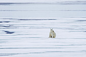  Polar bear, Ursus maritimus, Thalarctos maritimus, a bear on an ice floe, Spitsbergen, Norway 