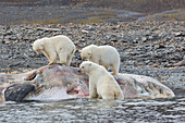  Polar bear, Ursus maritimus, Thalarctos maritimus, bears on whale carcass, Spitsbergen, Norway 