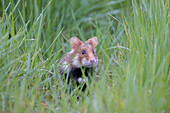  European Hamster, Cricetus cricetus, adult hamster in a meadow, Austria 