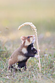  European Hamster, Cricetus cricetus, adult hamster eating a wheat ear, Austria 