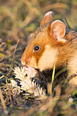  European Hamster, Cricetus cricetus, adult hamster eating a wheat ear, Austria 