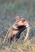  European Hamster, Cricetus cricetus, adult hamster eating a wheat ear, Austria 