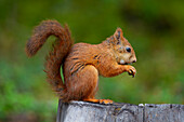  Red squirrel, Sciurus vulgaris, adult, feeding, Dalarna, Sweden 