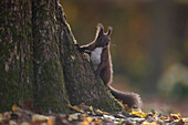  Red squirrel, Sciurus vulgaris, adult animal climbing a tree, autumn, Schleswig-Holstein, Germany 