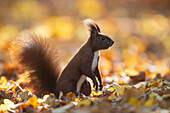  Red squirrel, Sciurus vulgaris, adult animal in foliage, autumn, Schleswig-Holstein, Germany 