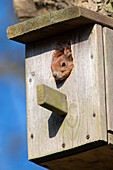  Red squirrel, Sciurus vulgaris, female looking out of nest box, Schleswig-Holstein, Germany 