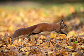  Red squirrel, Sciurus vulgaris, adult animal jumping, autumn, Schleswig-Holstein, Germany 