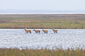 Rotwild, Cervus elaphus, Rothirsche in den Duenen an der Ostsee, Nationalpark Vorpommersche Boddenlandschaft, Mecklenburg-Vorpommern, Deutschland