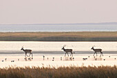 Rotwild, Cervus elaphus, Rothirsche im flachen Wasser der Ostsee, Nationalpark Vorpommersche Boddenlandschaft, Mecklenburg-Vorpommern, Deutschland