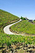 Rezabal winery, Txakoli vineyards, district of Zarautz, near Getaria,  province of Gipuzkoa, Basque Country, Spain,Europe