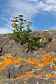 slate rocks covered by lichen,Saint-Lawrence River bank,Ile aux Lievres, Saint-Laurent river, Quebec province,Canada,North America