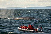 whales watching boat trip,Balaenoptera musculus, Portneuf-sur-Mer,Cote-Nord region, Quebec province,Canada,North America