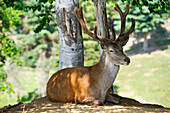 red deer,Ferme 5 etoiles,Province of Quebec,Canada,North America