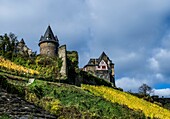 Burg Stahleck inmitten von Weinbergen im Herbst, Bacharach, Oberes Mittelrheintal, Rheinland-Pfalz, Deutschland