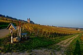  Wayside cross and vineyard in autumn, Abbey of St. Hildegard in the background, Rüdesheim, Upper Middle Rhine Valley, Hesen; Germany 