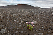  Sea thrush, Armeria maritima, blooming carnation in lava field, Nordurland eystra, Iceland 