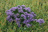  Sea lavender, Statice, Limonium vulgarte, flowering plant, Wadden Sea National Park, Germany 