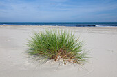  Common beachgrass, Ammophila arenaria, on the beach, summer, Skane, Sweden 