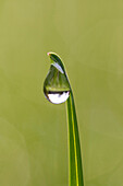  dewdrop, blade of grass, Schleswig-Holstein, Germany 