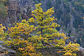 Traubeneiche, Quercus petraea, Eichenwald, Bodetal, Sachsen-Anhalt, Deutschland